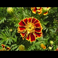 Oeillet d'Inde, Tagetes patula cv Durango bee (fam Composees) (3)